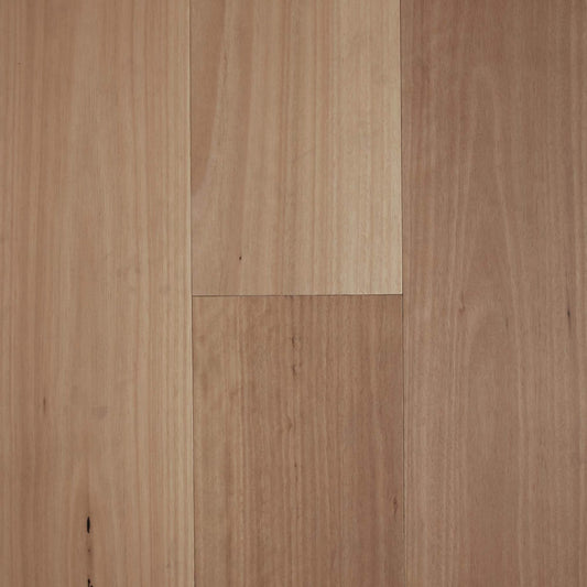 Blackbutt