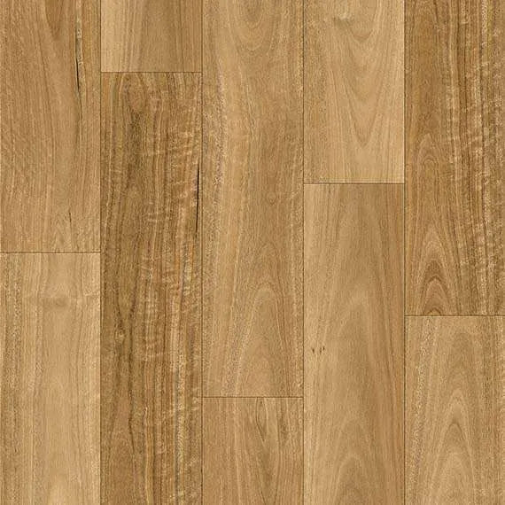 Highland Spotted Gum