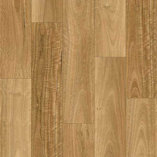 Highland Spotted Gum