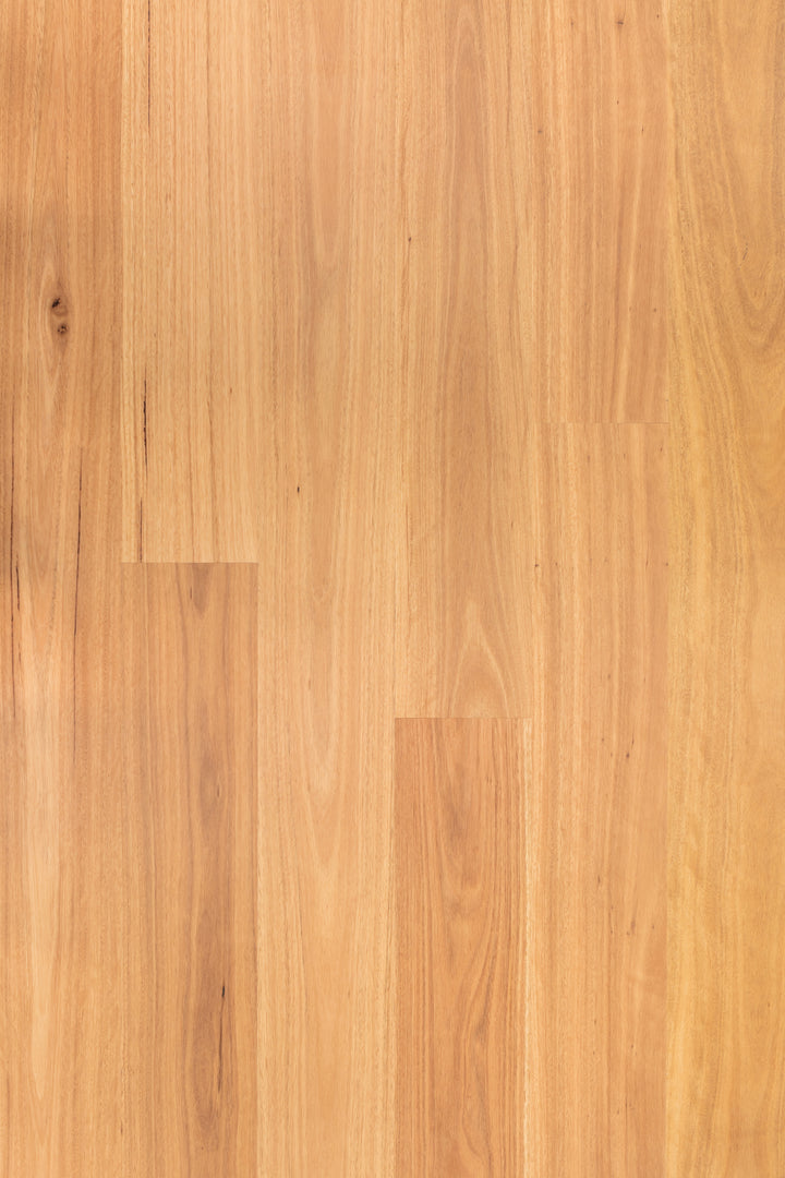 Blackbutt 190mm wide