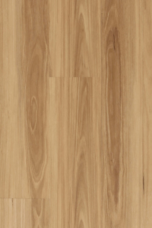 New England Blackbutt