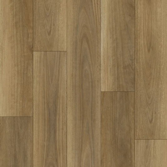 Northern Spotted Gum