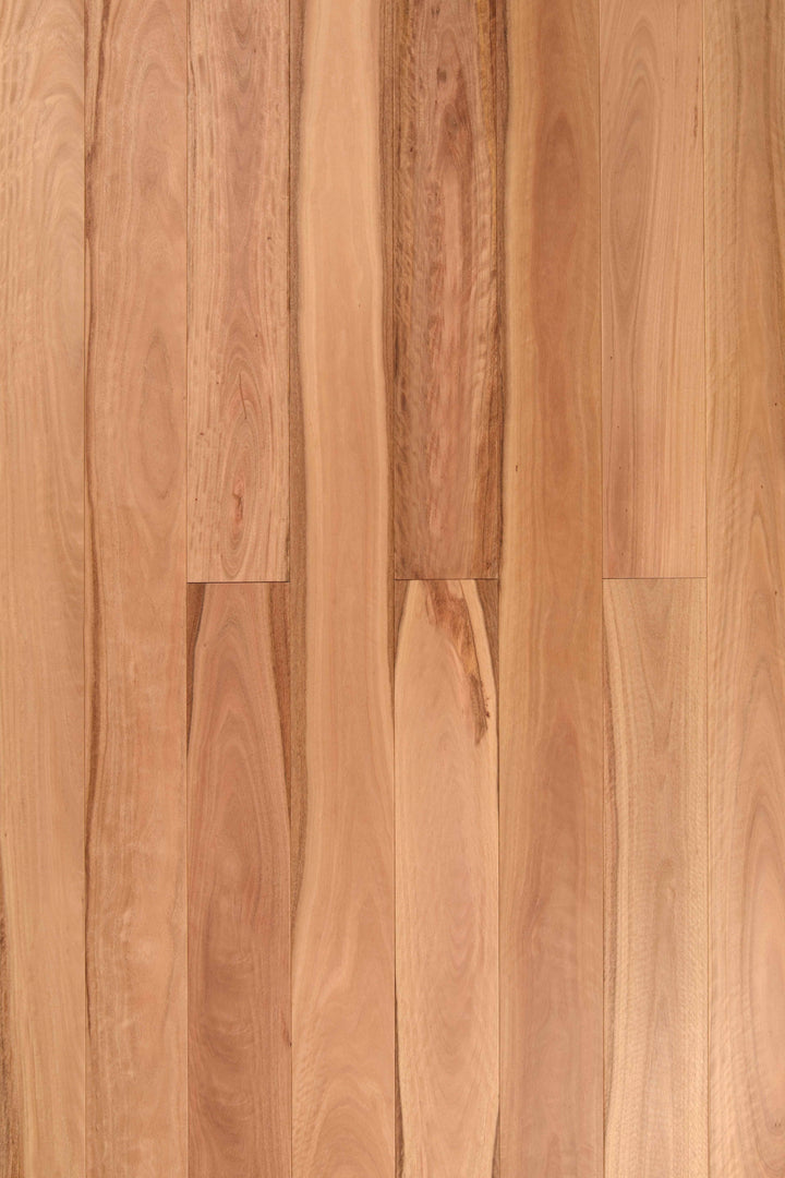 Pacific Blackbutt