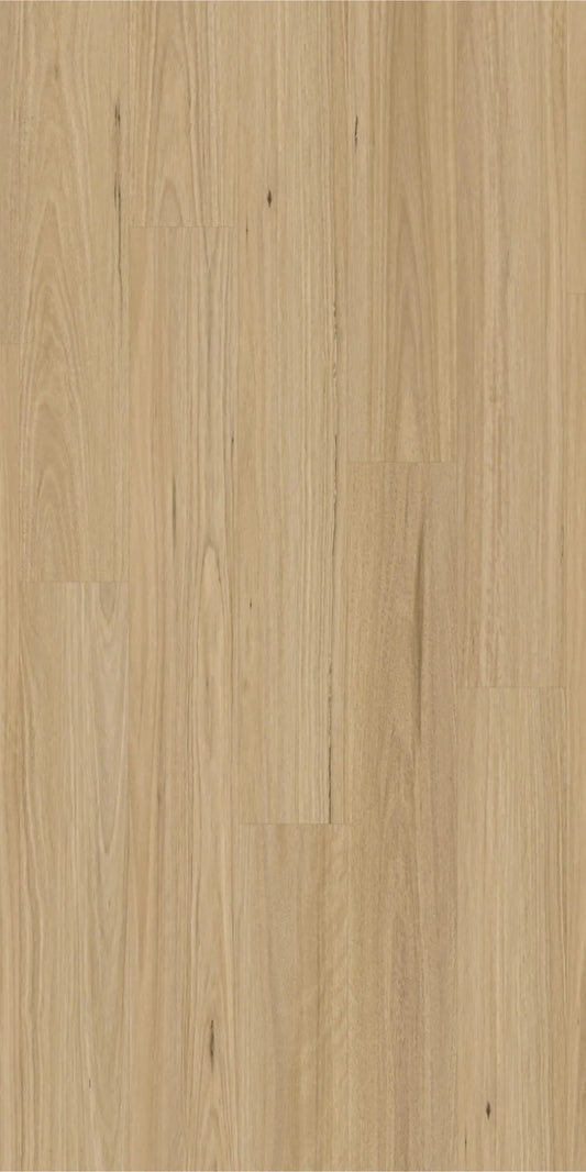 New England Blackbutt