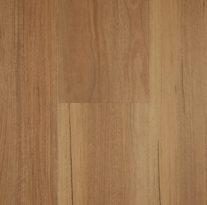 Coastal Spotted Gum