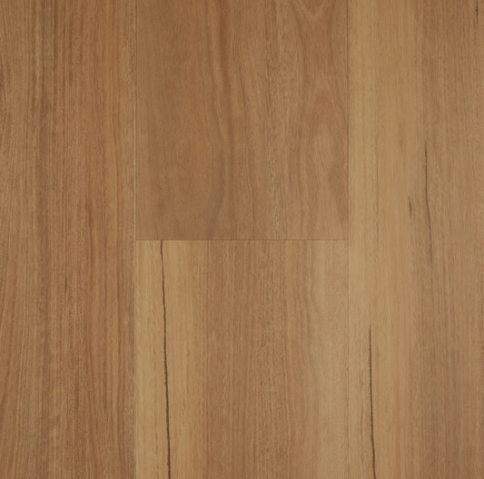 Coastal Spotted Gum