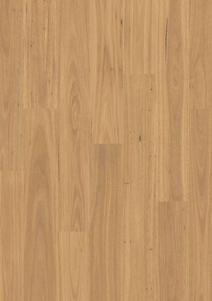 Pure Blackbutt