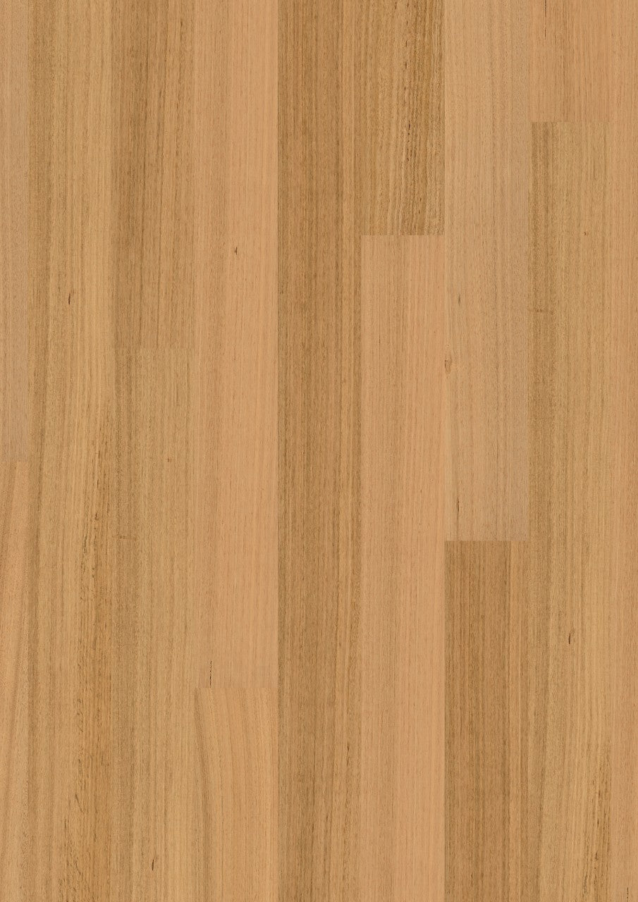 Tasmanian Oak 1S MB