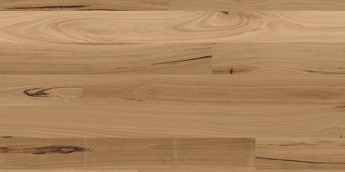 Blackbutt