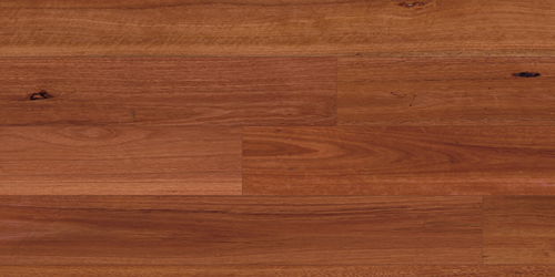 Sydney Blue Gum