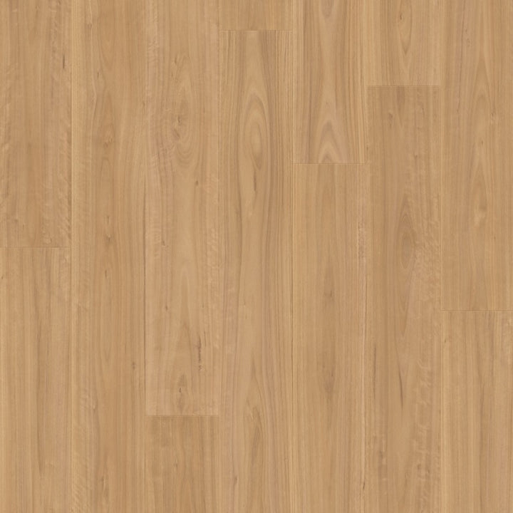 Blackbutt
