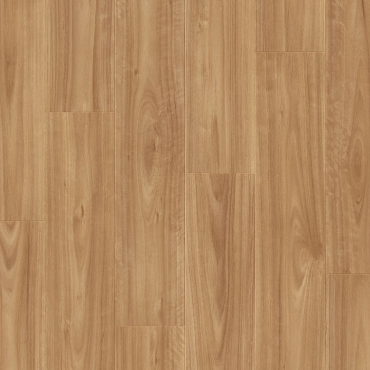 Blackbutt