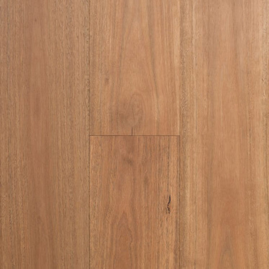 Spotted Gum