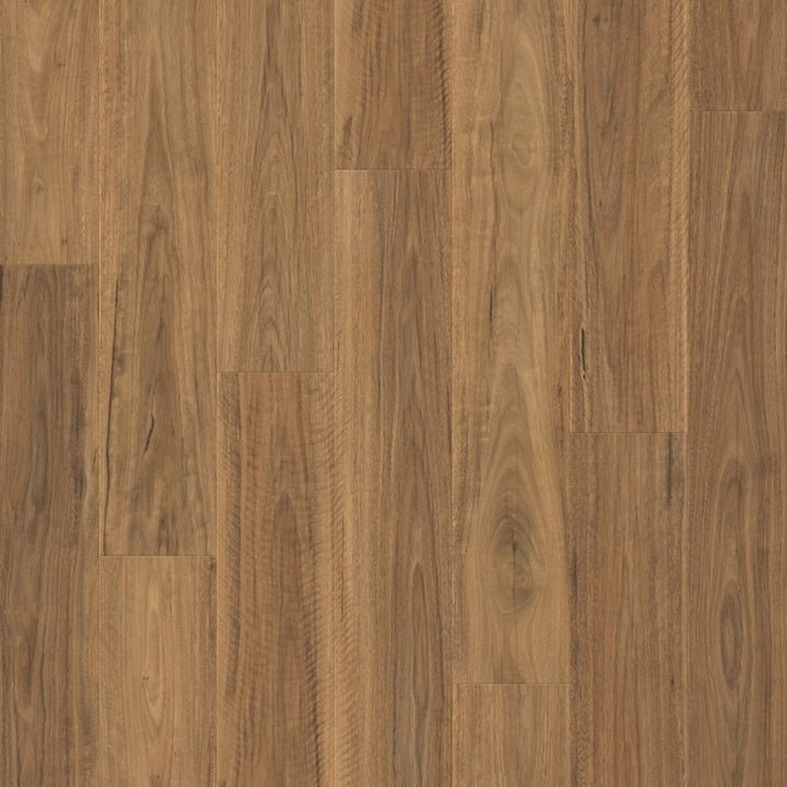 Spotted Gum