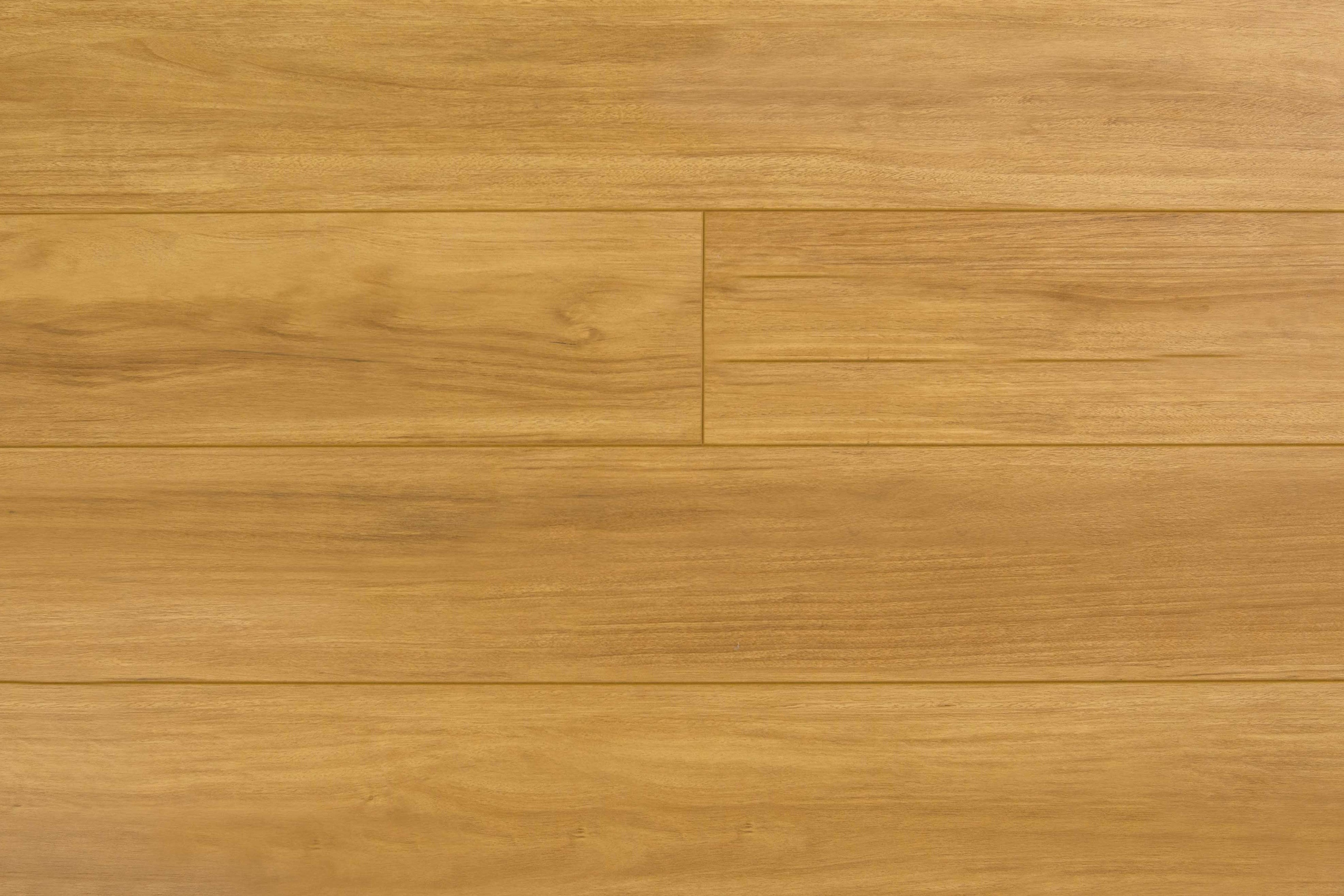 New England Blackbutt