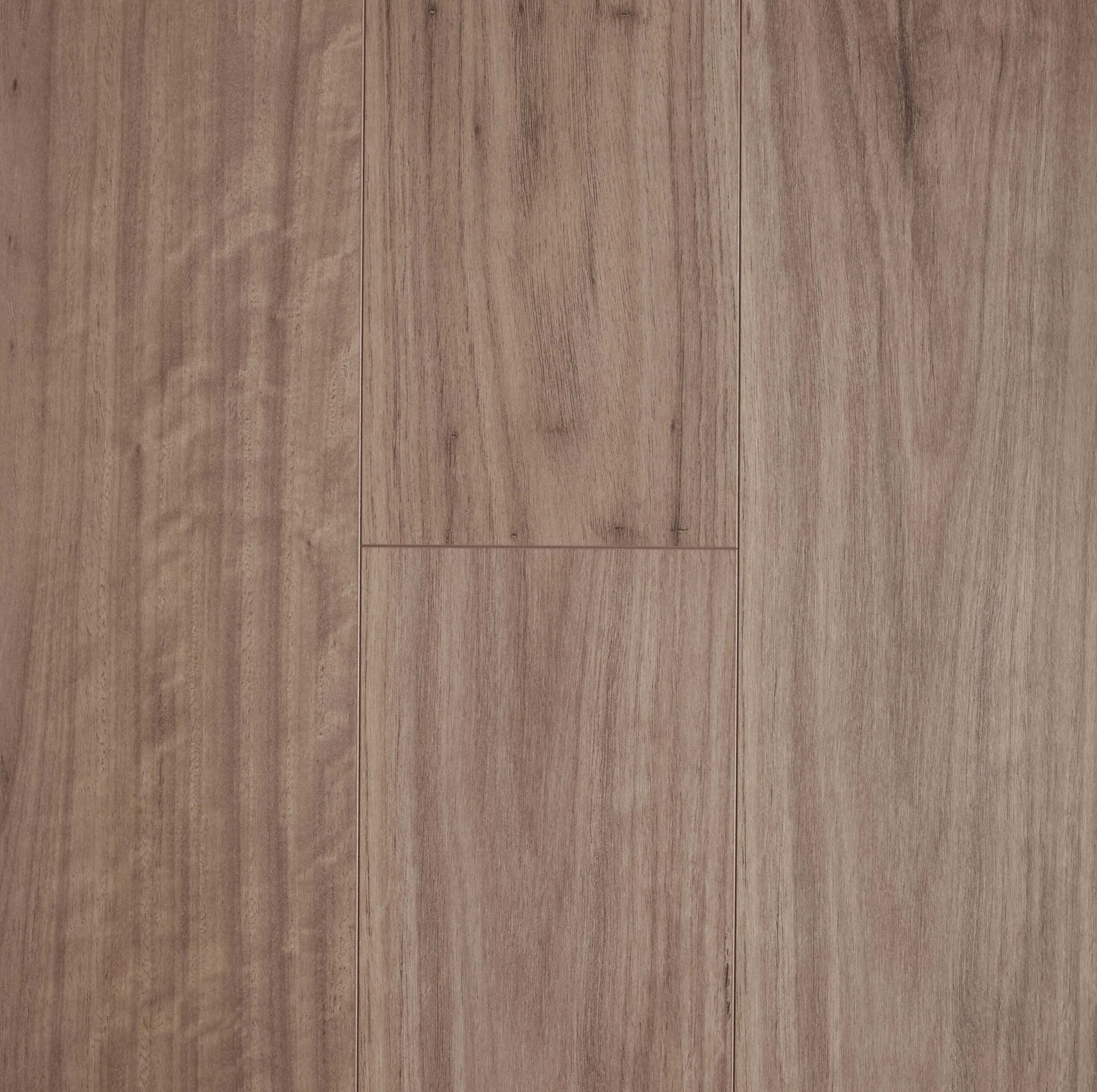 Blackbutt