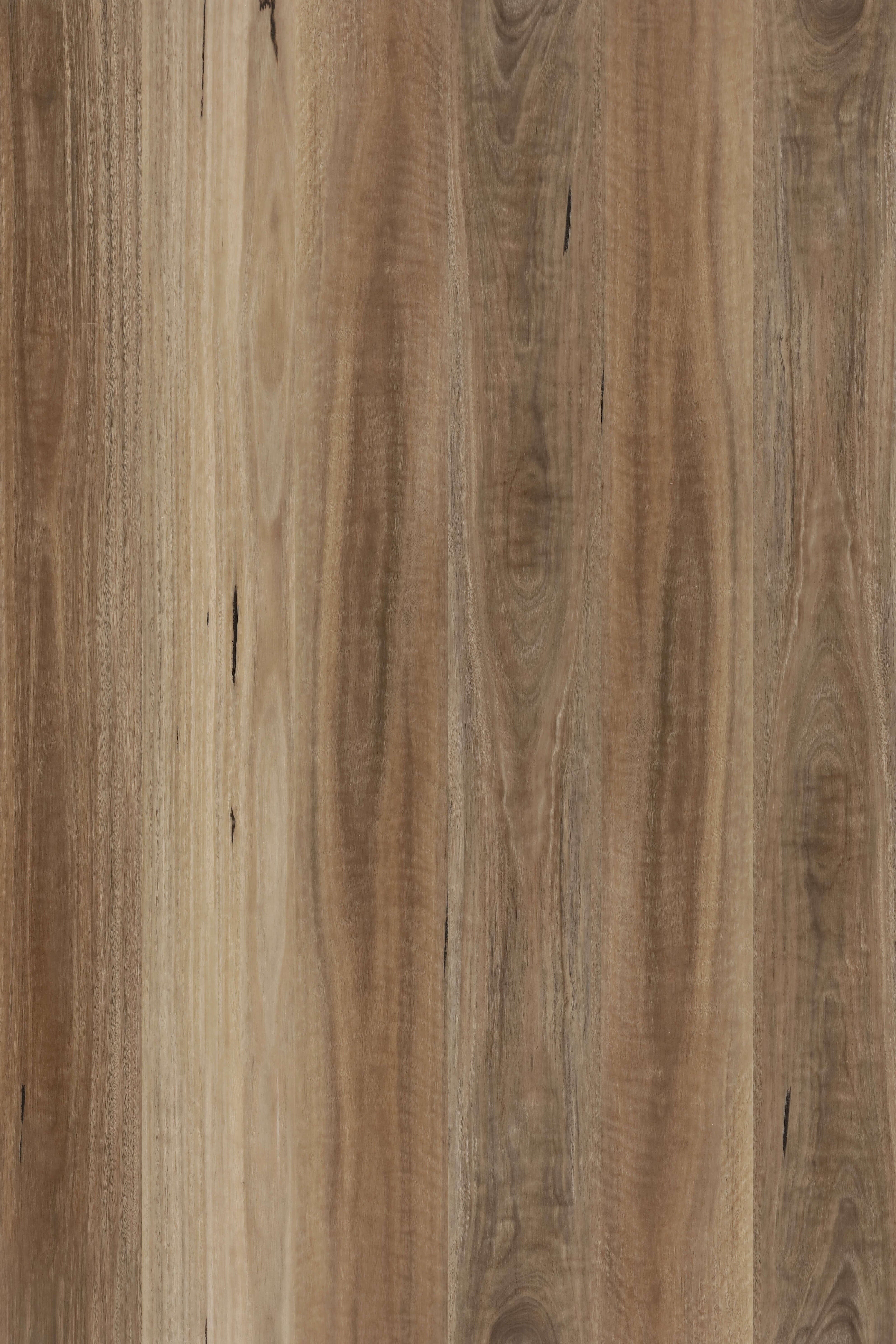 Spotted Gum