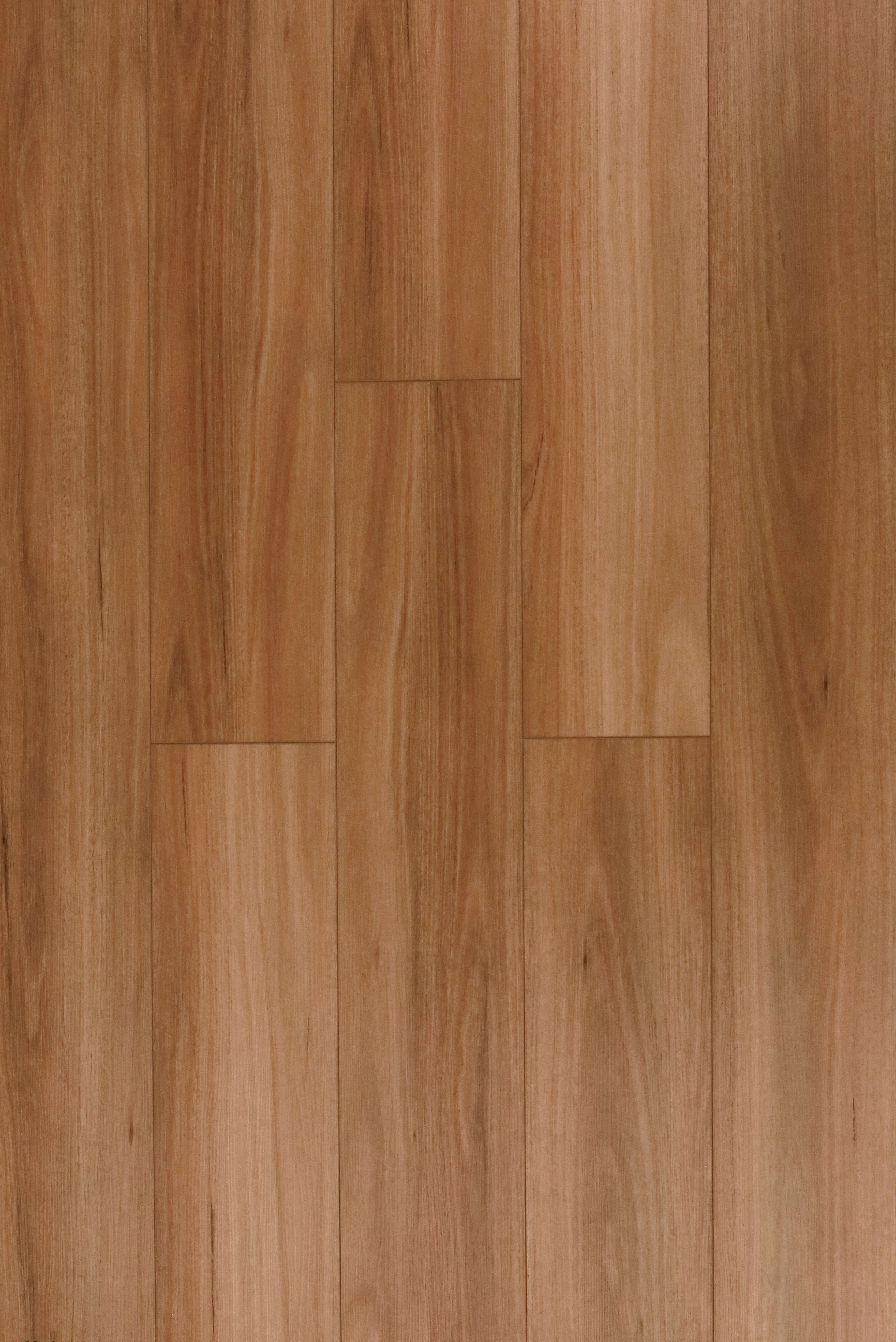 Coastal Blackbutt
