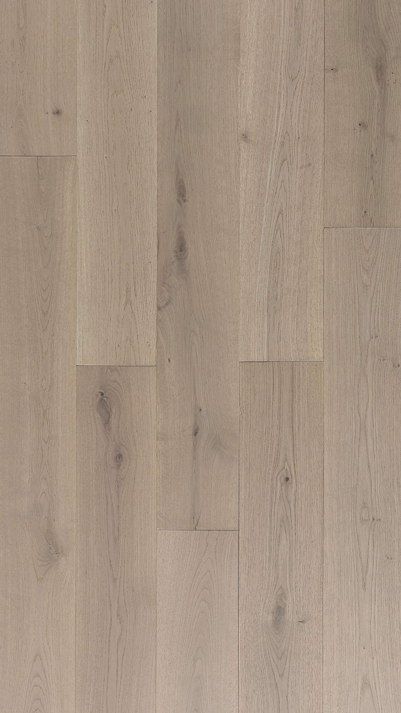 PANANIA OAK