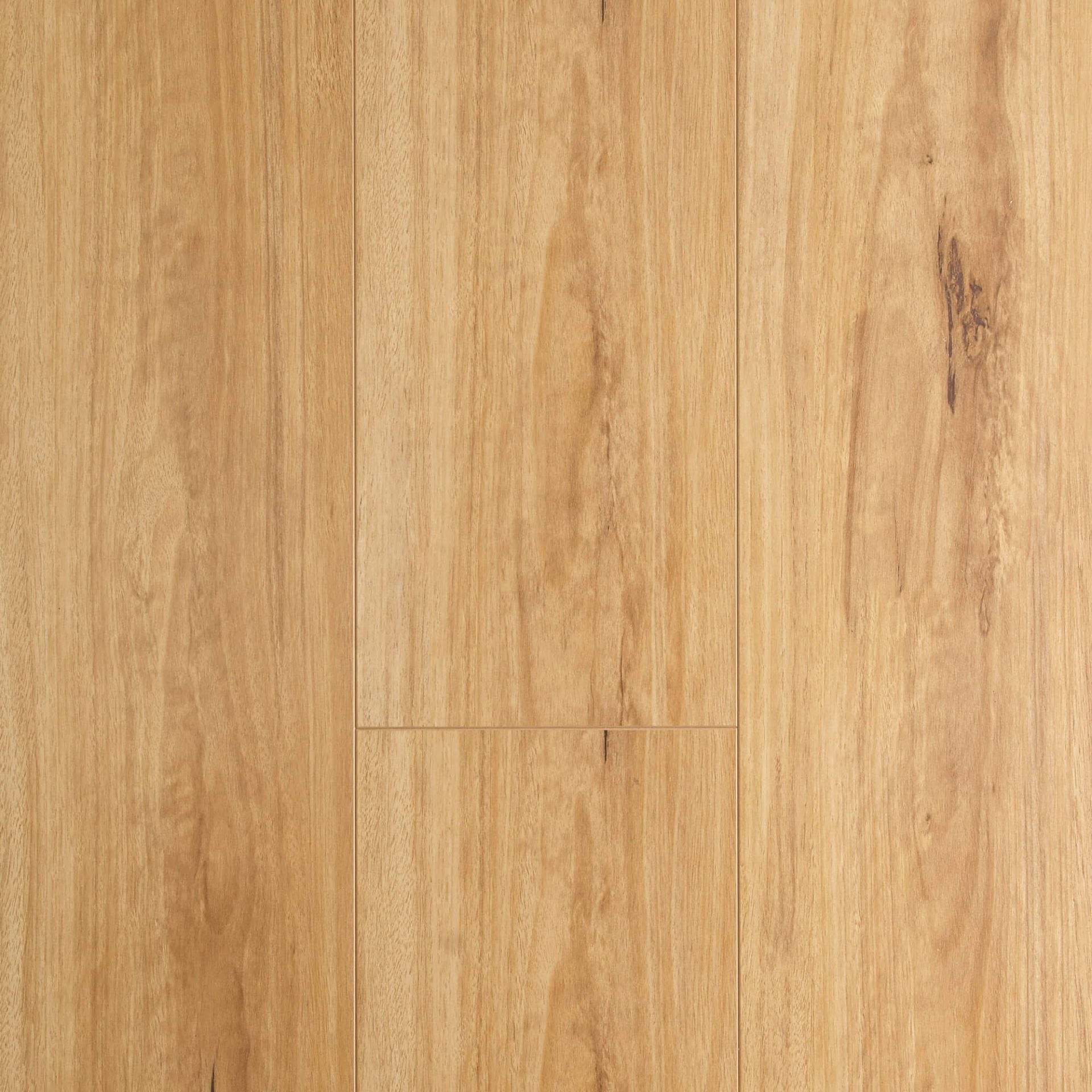 Blackbutt