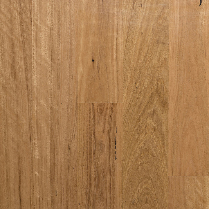 MB Blackbutt