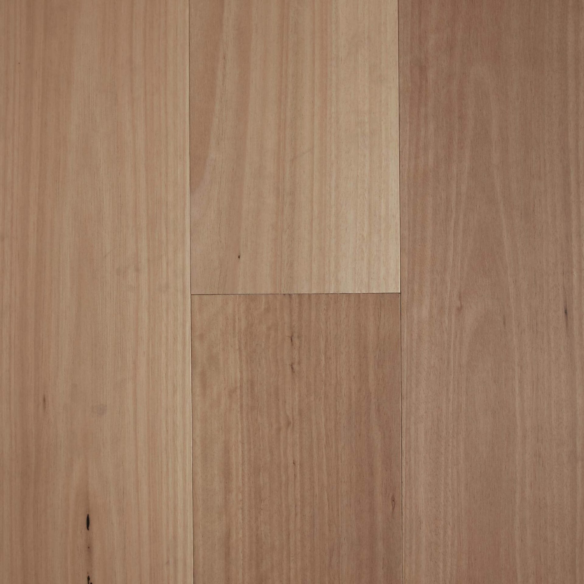 Blackbutt