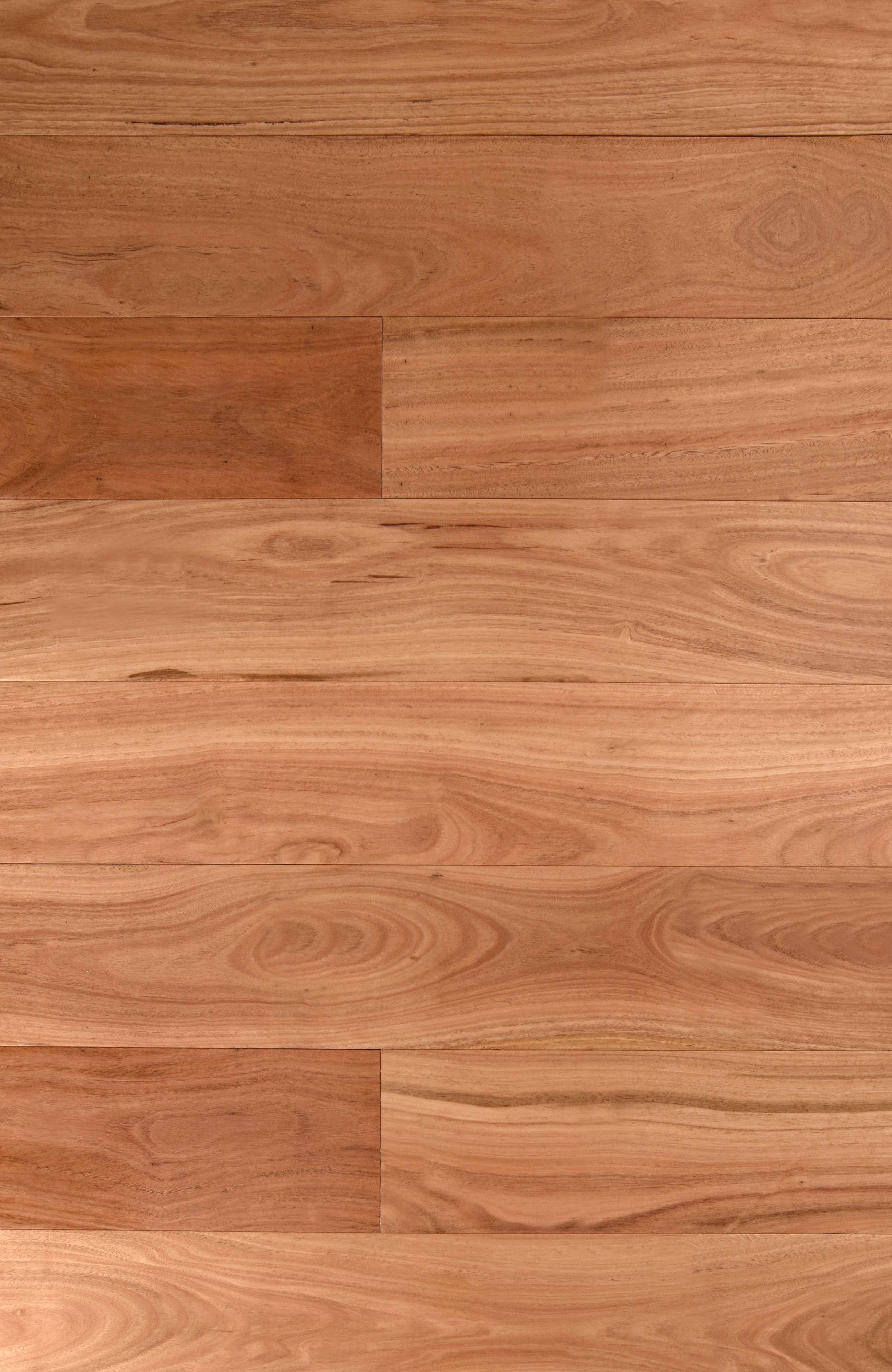 Blackbutt