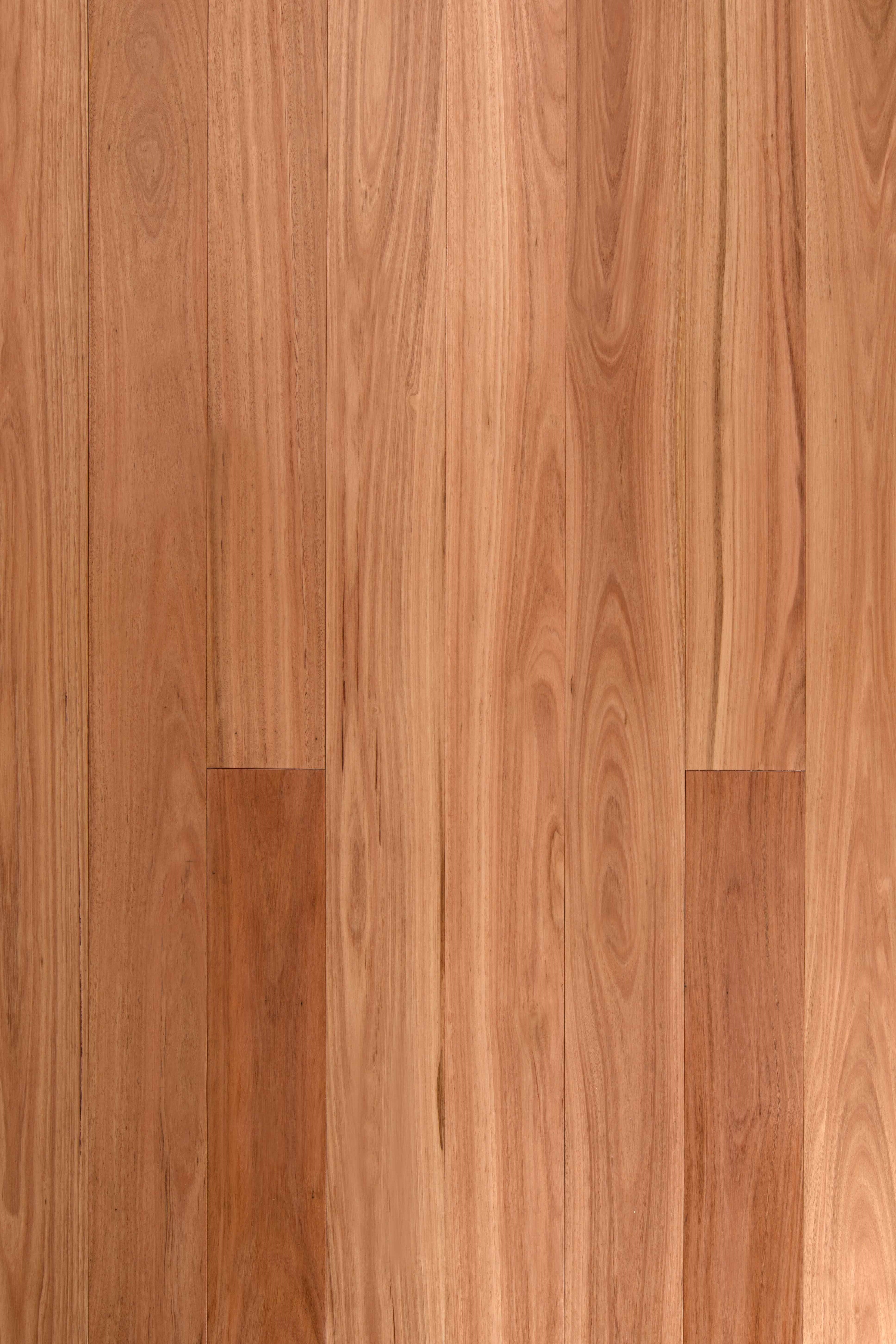 Blackbutt