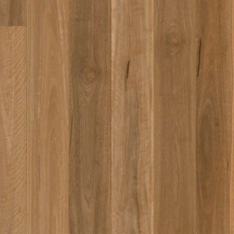 Spotted Gum