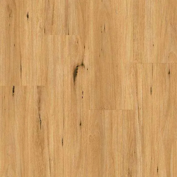 Coastal Blackbutt