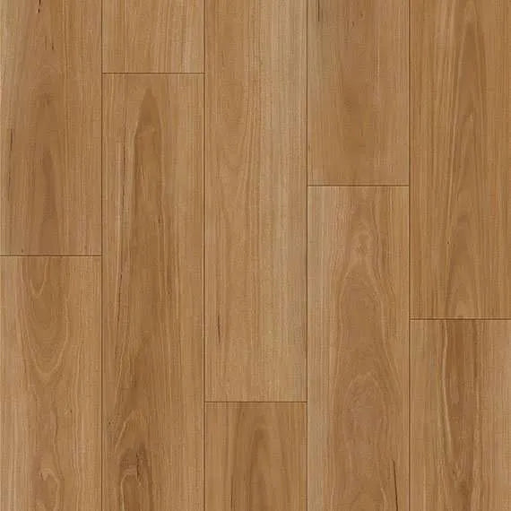 Classic Blackbutt