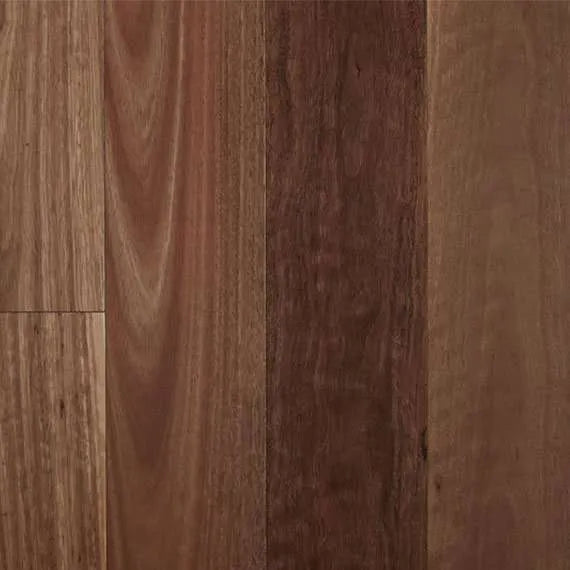 Spotted Gum