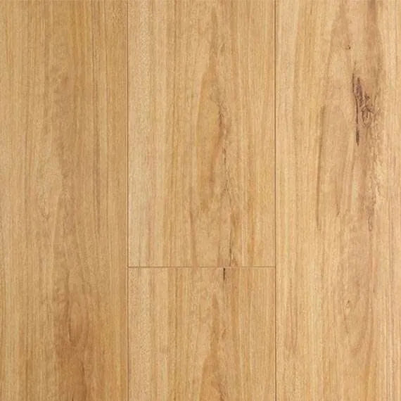 Blackbutt