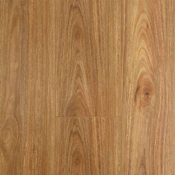 Spotted Gum