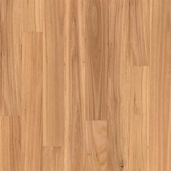 Blackbutt