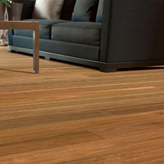 Spotted Gum