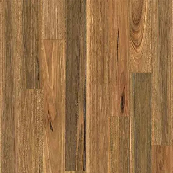 Spotted Gum