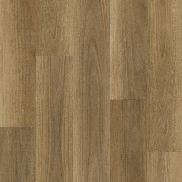 Northern Spotted Gum