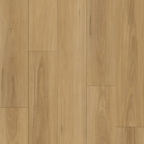 Pacific Blackbutt