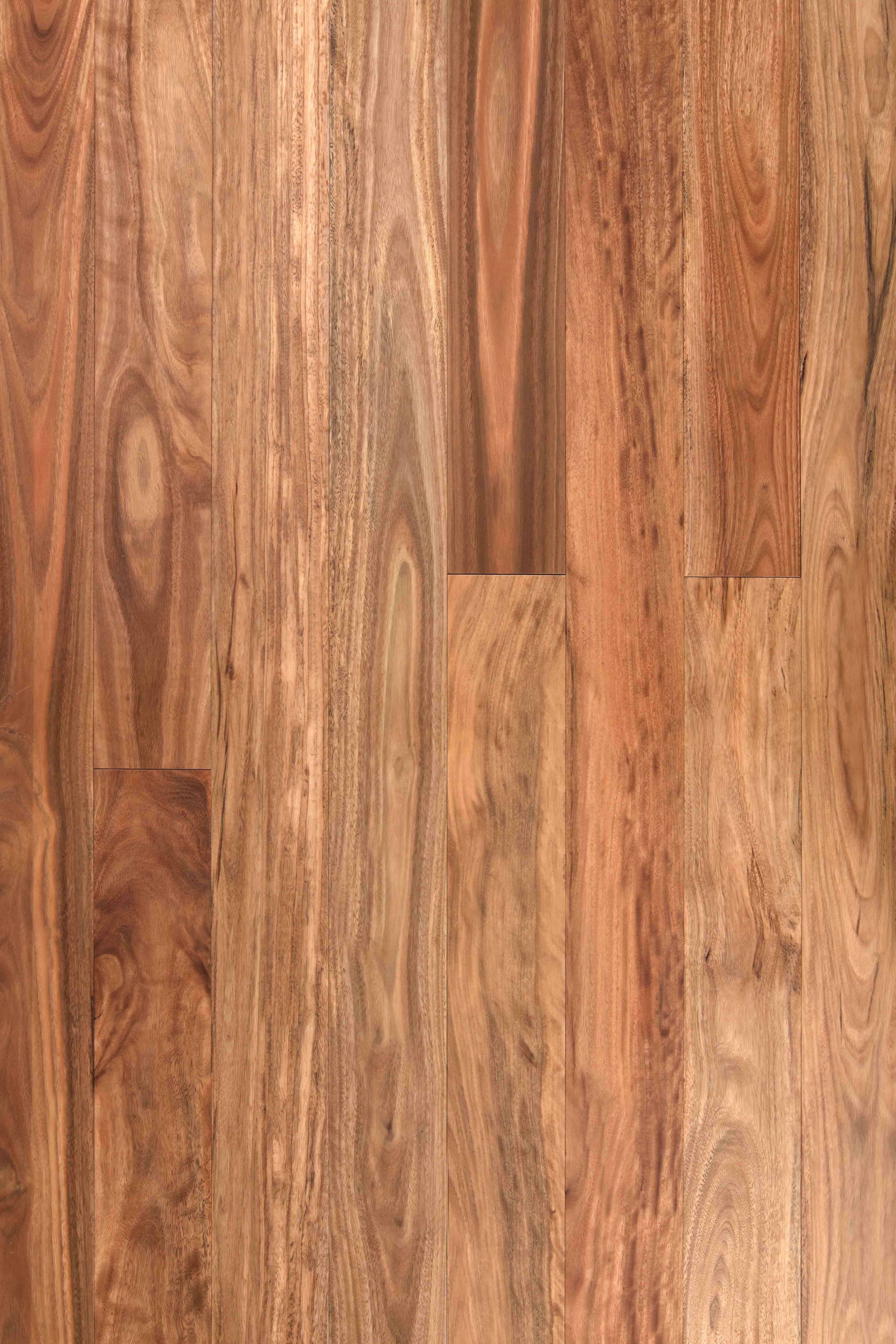 Pacific Spotted Gum