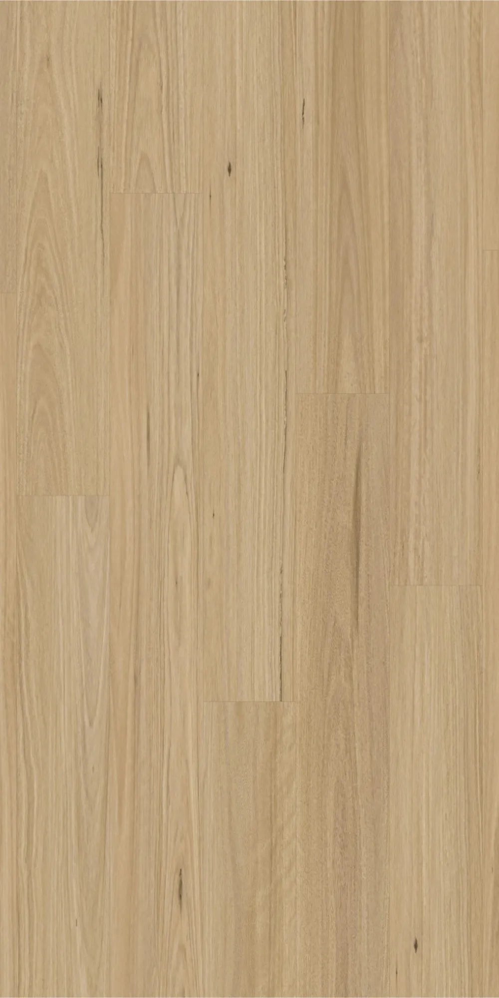 New England Blackbutt