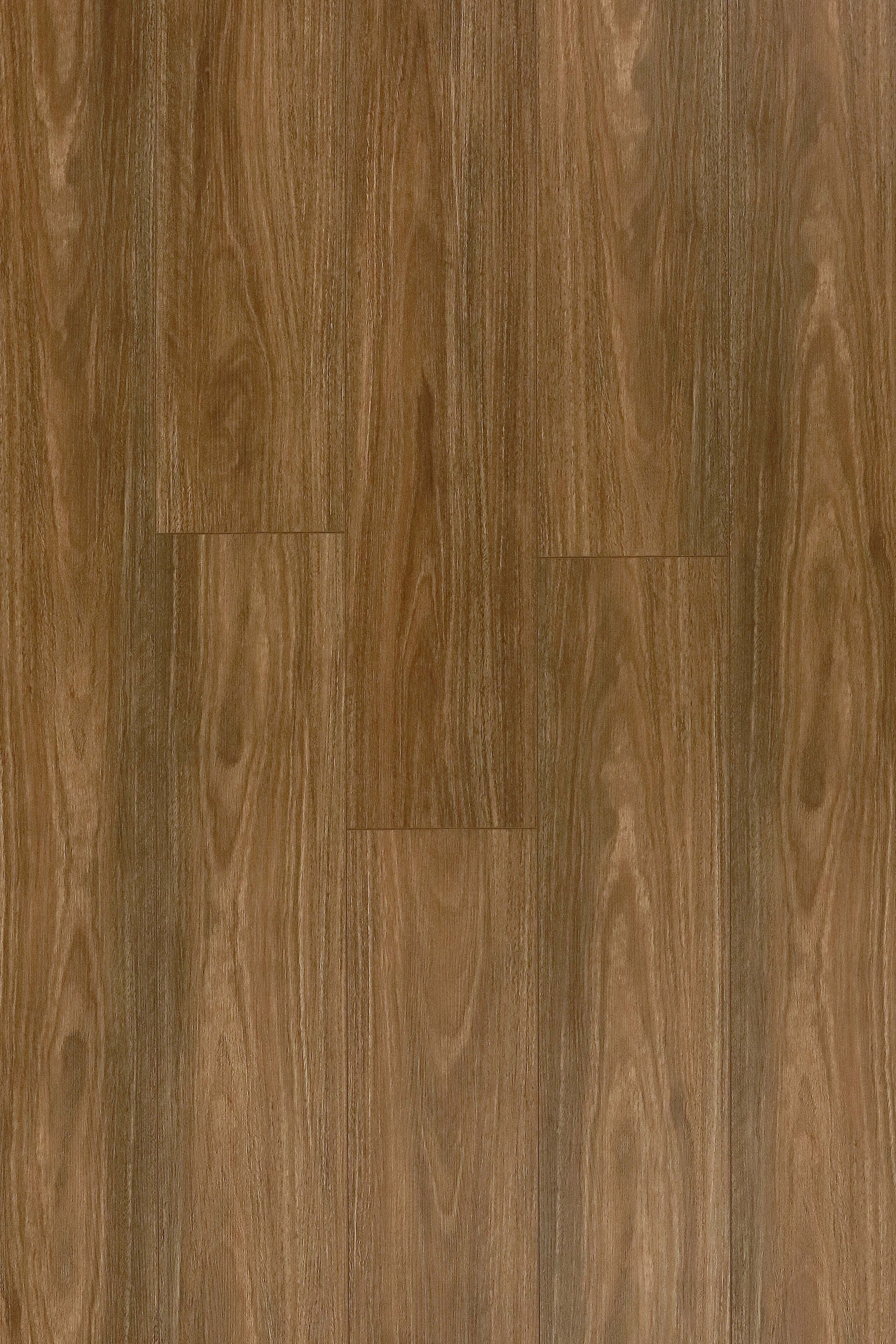 Spotted Gum