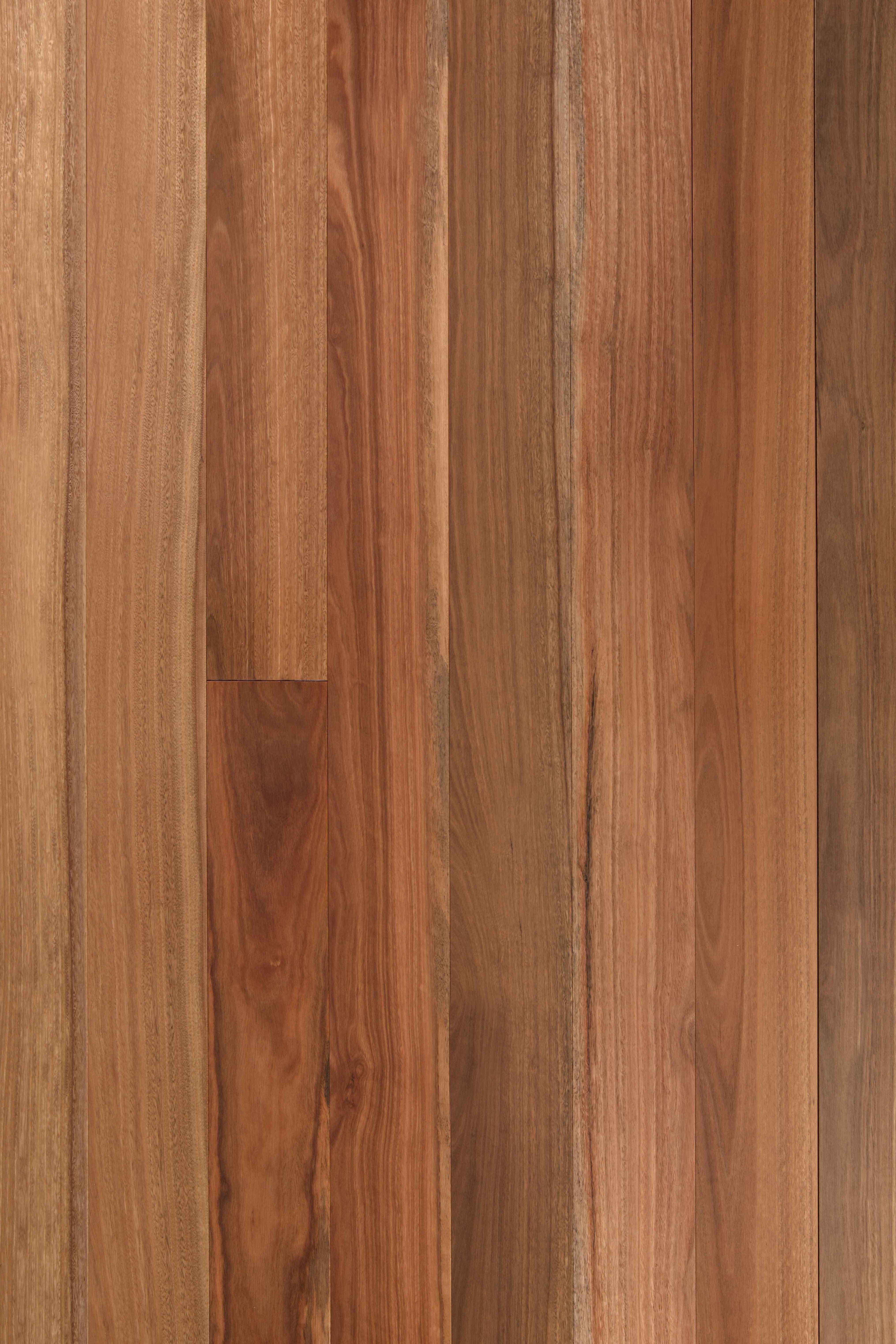 Spotted Gum