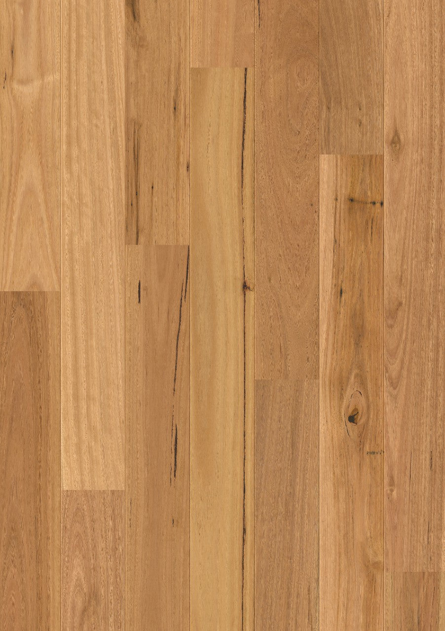 Blackbutt