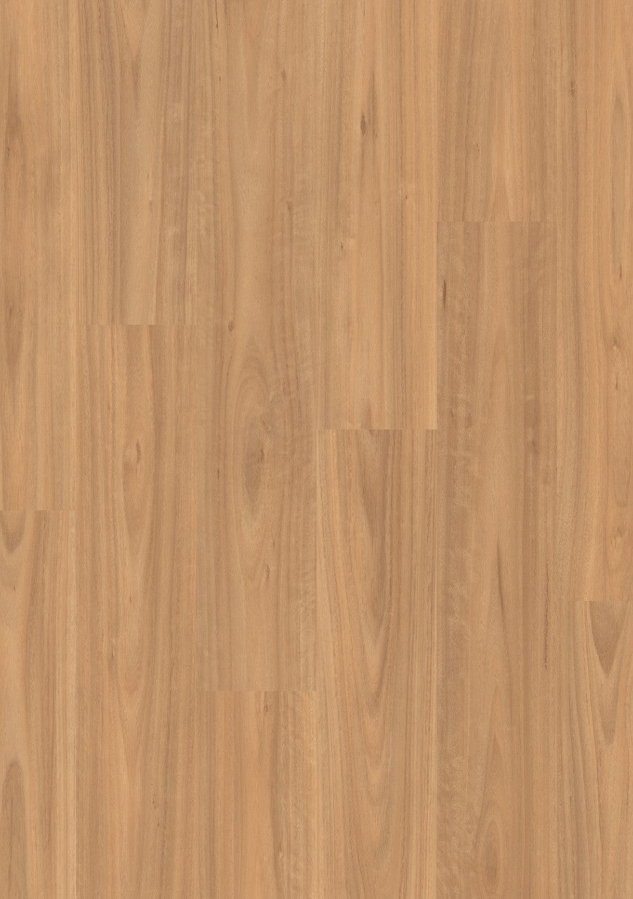 Classic Blackbutt Light