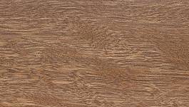 Tallowwood
