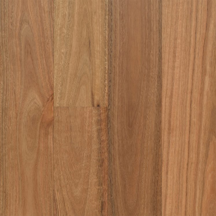 Spotted Gum (136mm)