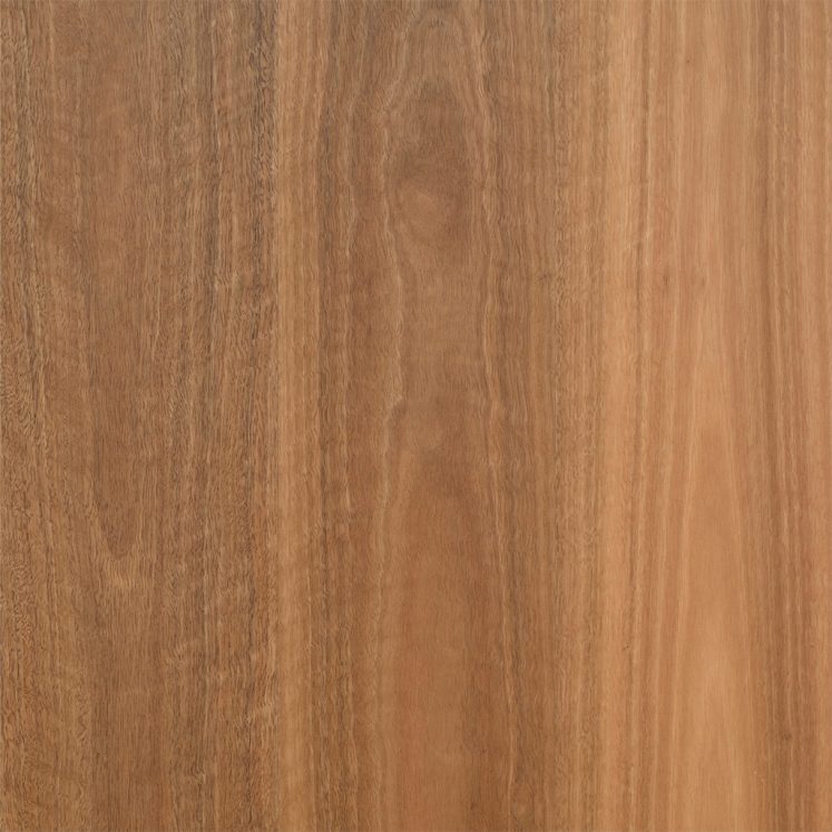 Spotted Gum (180mm)
