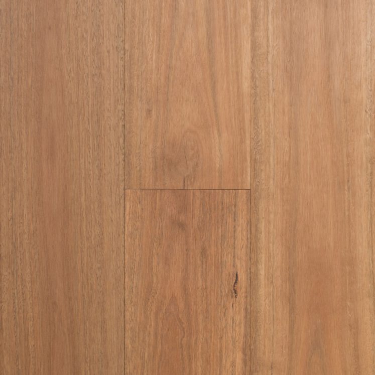 Spotted Gum