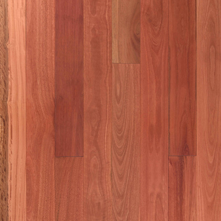Sydney Blue Gum